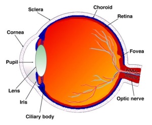 a diagram of the eye illustrating it's anatomical parts
