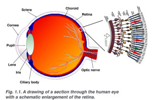retina-1