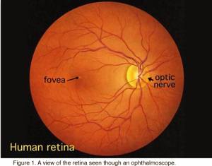 retina-photo