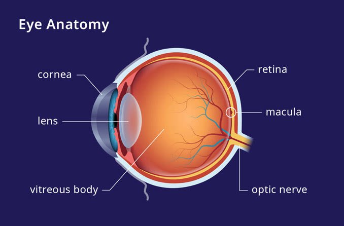 May is Macula Month! - Sydney Ophthalmic Specialists